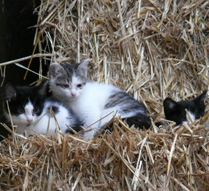 Katzen im Stroh